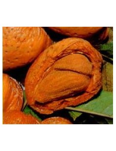 Ametller Marcona per 17,95€ a Germigarden