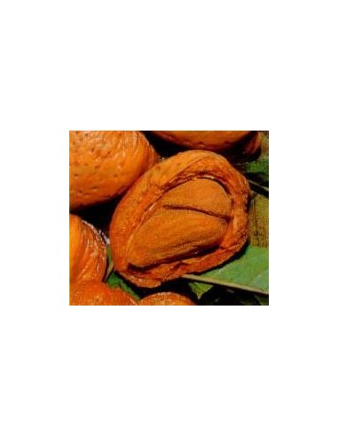 Almendro MAarcona de 2 años por 17,95€ en Germigarden