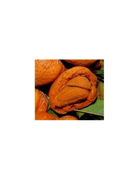 Almendro MAarcona de 2 años por 17,95€ en Germigarden