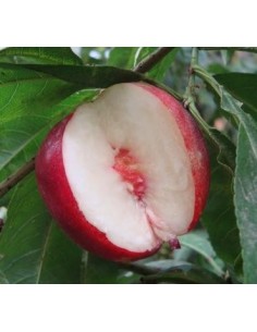 Nectarino de carne blanca