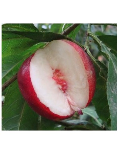 nectarine à chair blanche