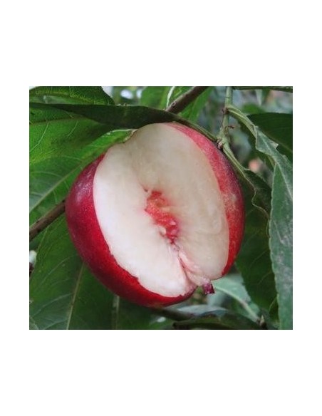 Nectarino de carne blanca