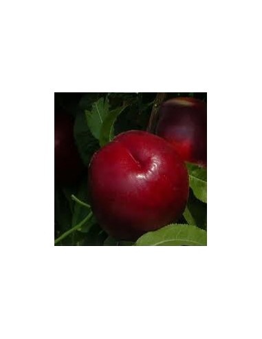 Fantasia Nectarine 2 ans à 17,95€ chez Germigarden