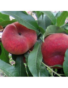 Compre paraguaia por € 17,95 em Germigarden