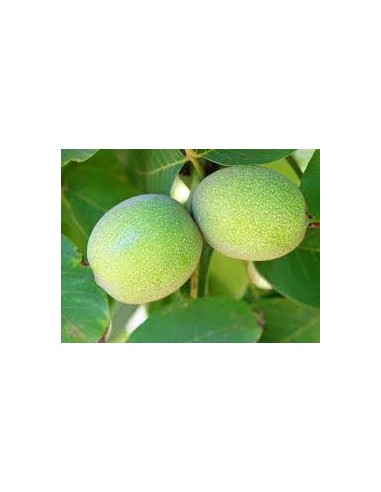 Comprar nogal de 2 años por 18,95€ en Germigarden