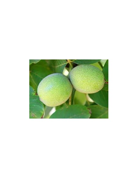 Noguer per 18,95€ a Germigarden
