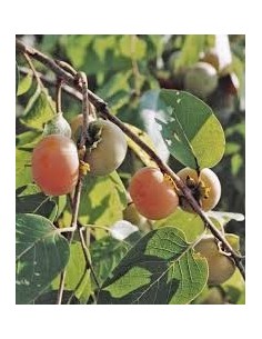 Achetez du kaki de 2 ans pour 18,95 € chez Germigarden