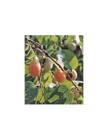 Achetez du kaki de 2 ans pour 18,95 € chez Germigarden