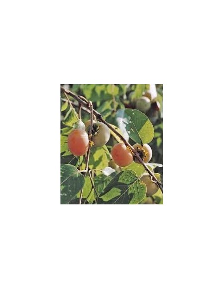 Comprar caqui de 2 años por 18,95€ en Germigarden