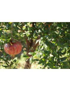 Comprar granado de 2 años por 18,95€ en Germigarden