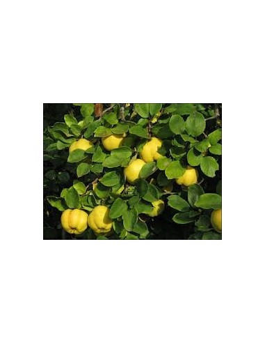 Comprar membrillero de 2 años por 17,95€ en Germigarden