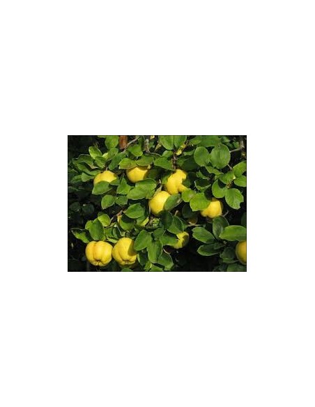 Compre Marmelo de 2 anos por € 17,95 em Germigarden