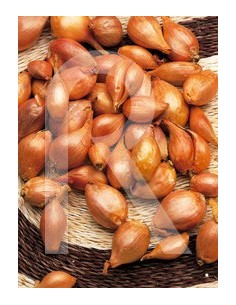 Acheter de l'échalote