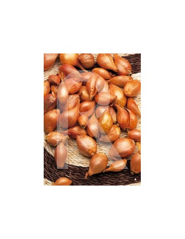 Bulbs d'escalunya