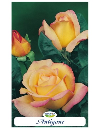 Rosales grandiflora en bolsa a 6.95€ en Germigarden