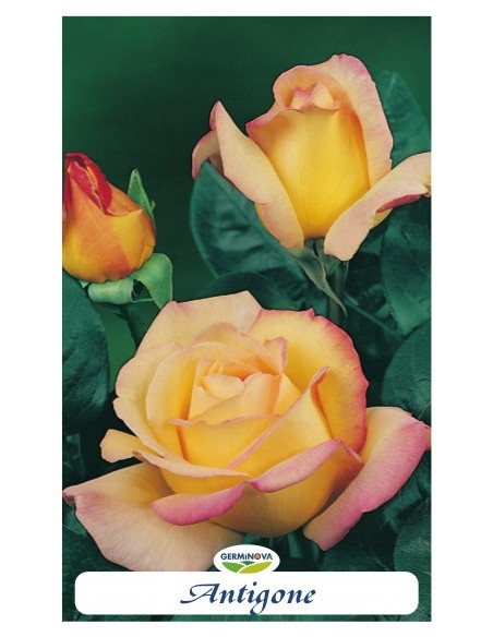 Rosers grandiflora en bossa