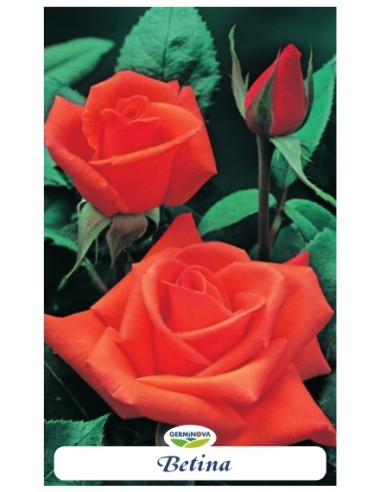 Rosers grandiflora en bossa
