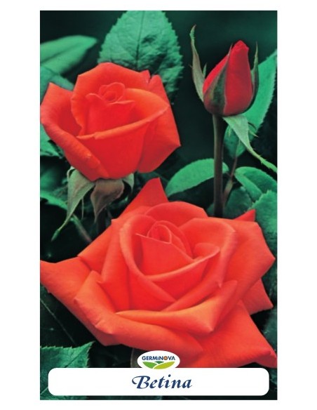 Rosales grandiflora en bolsa a 6.95€ en Germigarden