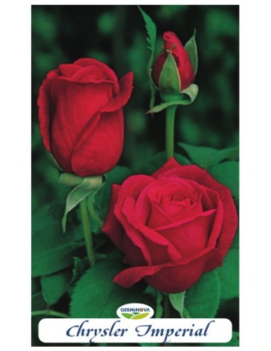 Rosales grandiflora en bolsa a 6.95€ en Germigarden