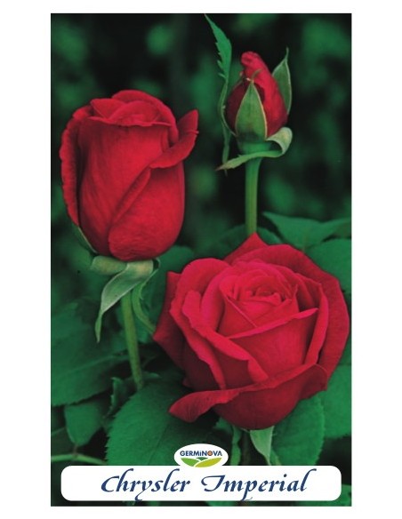 Rosales grandiflora en bolsa a 6.95€ en Germigarden