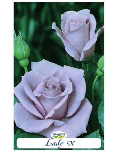 Rosales grandiflora en bolsa a 6.95€ en Germigarden