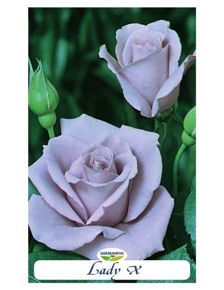 Rosales grandiflora en bolsa a 6.95€ en Germigarden