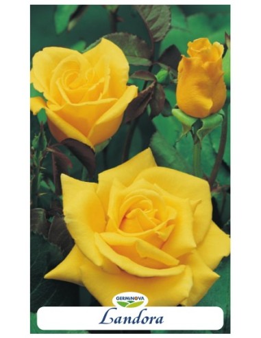Rosales grandiflora en bolsa a 6.95€ en Germigarden