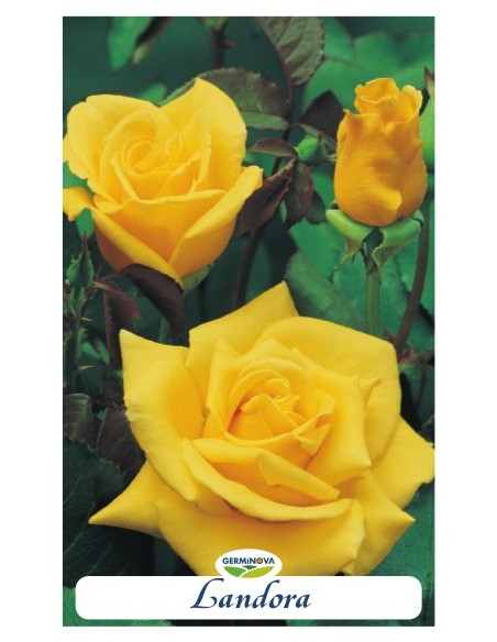 Rosers grandiflora en bossa