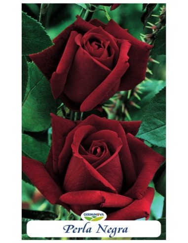 Rosales grandiflora en bolsa a 6.95€ en Germigarden