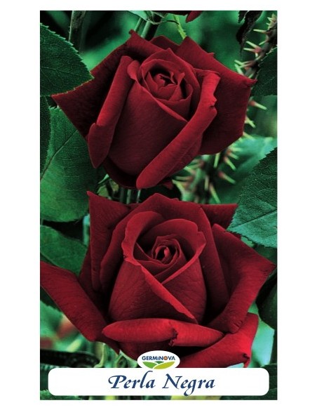 Rosales grandiflora en bolsa a 6.95€ en Germigarden