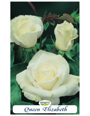 Rosers grandiflora en bossa