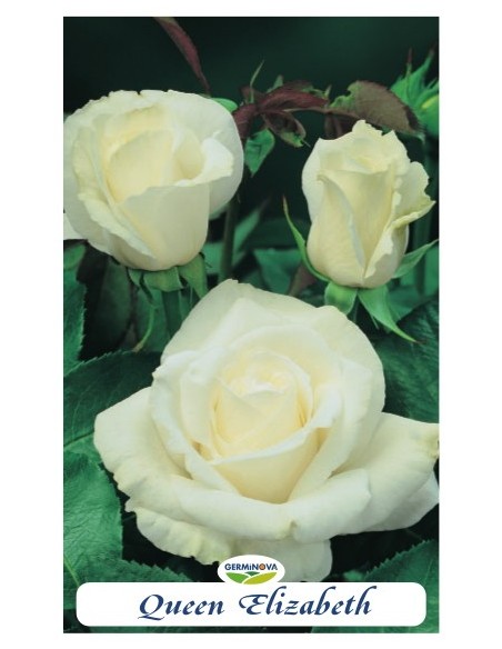 Rosales grandiflora en bolsa a 6.95€ en Germigarden