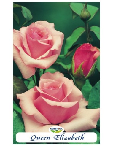 Rosers grandiflora en bossa