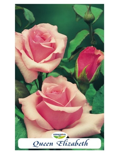 Rosales grandiflora en bolsa a 6.95€ en Germigarden