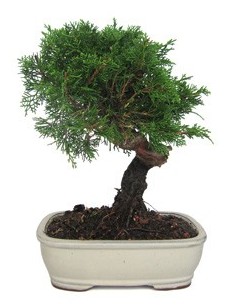 Bonsai Juniperus Chinensis