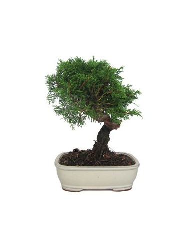 Bonsai Juniperus Chinensis