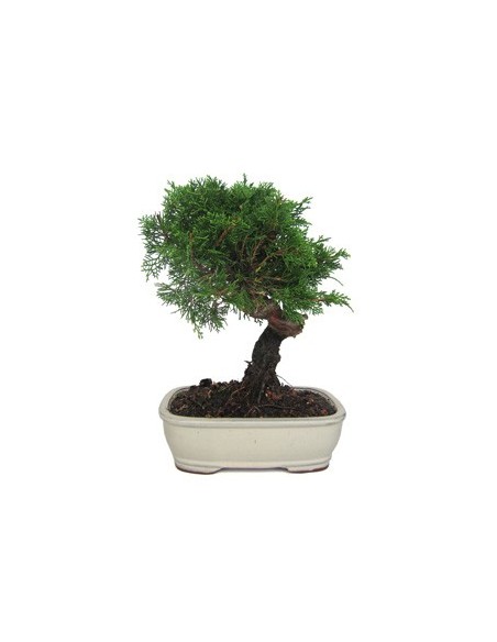 Bonsai Juniperus Chinensis