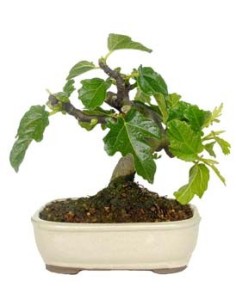Bonsaï Figuier (Ficus carica).