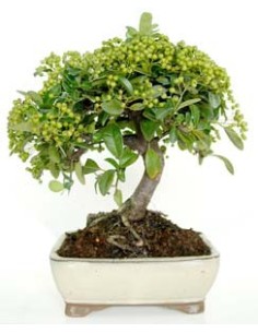 Bonsai Pyracantha