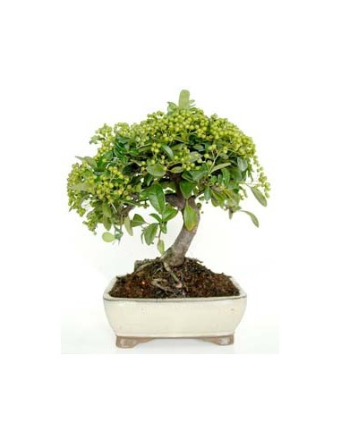 Bonsai Pyracantha