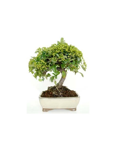 Bonsai Pyracantha