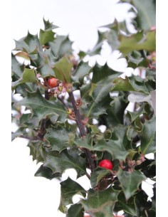 Comprar acebo, ilex típico de Navidad 2