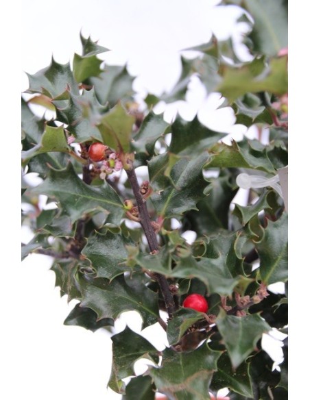 Comprar grèvol - típica de Nadal