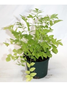 Comprar valeriana en planta viva por 2,40€ en Germigarden