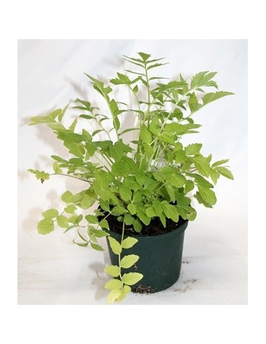 Achetez de la valériane sous forme de plante vivante pour 2,40 € chez Germigarden