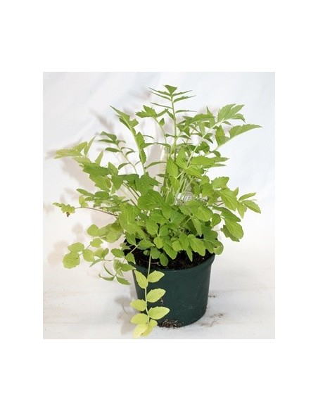 Compre valeriana em Germigarden
