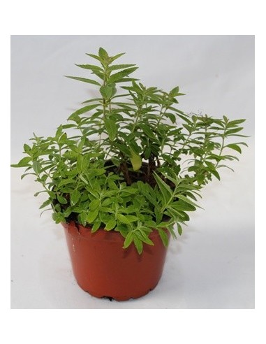 Comprar hierba luisa en planta des de 2,20€ en Germigarden