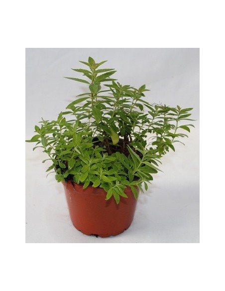 Comprar planta de maria lluisa a Germigarden des de 2,20€