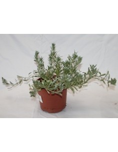 Acheter des liserons pour 13,50 € chez Germigarden