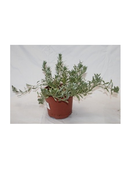 Comprar convolvulus por 13,50€ en Germigarden